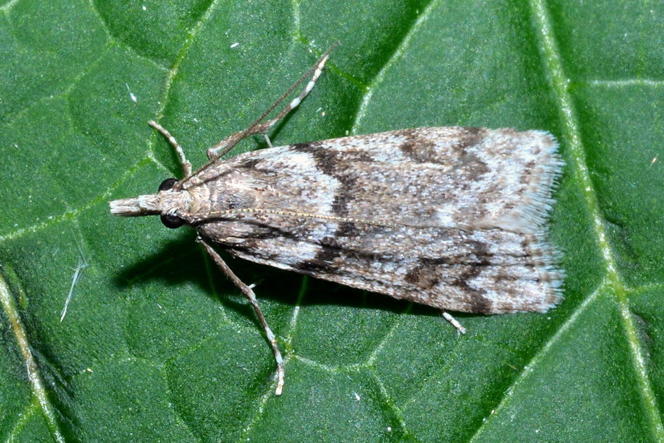 Eteroceri del mese di aprile, dal confino